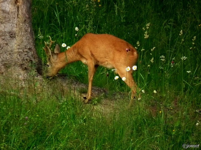 Kliknite pre zobrazenie veľkého obrázka