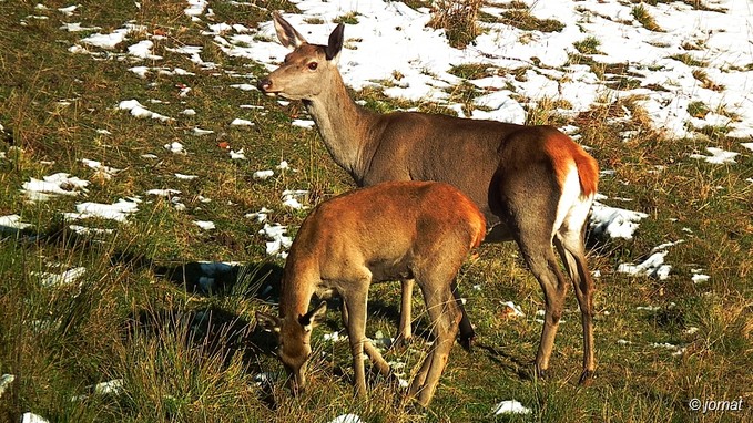 Kliknite pre zobrazenie veľkého obrázka