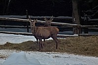 Názov súboru=DSCF2110-1.jpg
Veľkosť súboru=145KB
Veľkosť=1024x683
Dátum pridania=26. Január 2017 DSCF2110-1.jpg