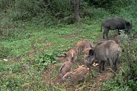 Názov súboru=PTDC0562.JPG
Veľkosť súboru=364KB
Veľkosť=1024x683
Dátum pridania=25. August 2016 PTDC0562.JPG