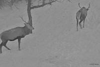 Názov súboru=PTDC0590.JPG
Veľkosť súboru=97KB
Veľkosť=1024x683
Dátum pridania=25. December 2016 PTDC0590.JPG